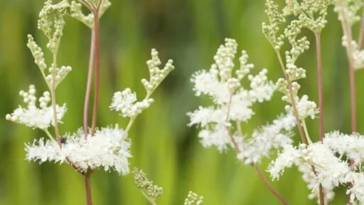 Reine des près (Filipendula ulmaria)