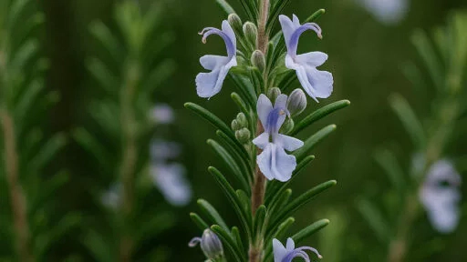 Romarin ou Rosmarinus officinalis (Rosemary)